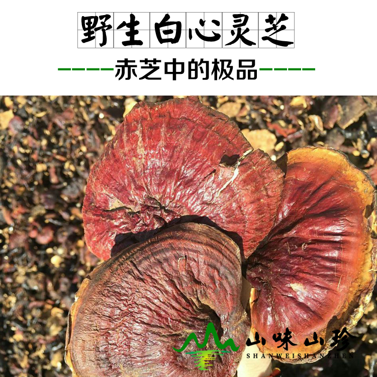 白心灵芝