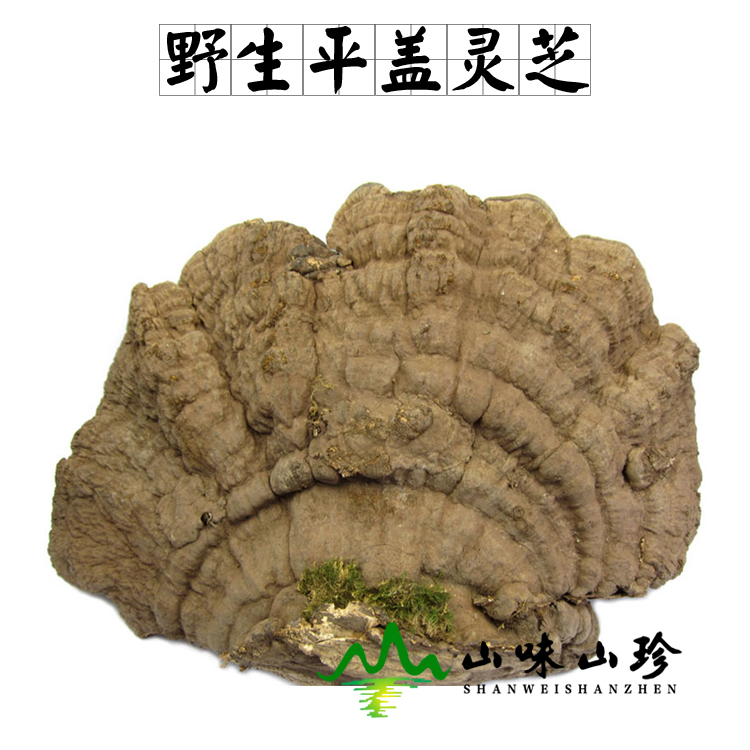 平盖灵芝
