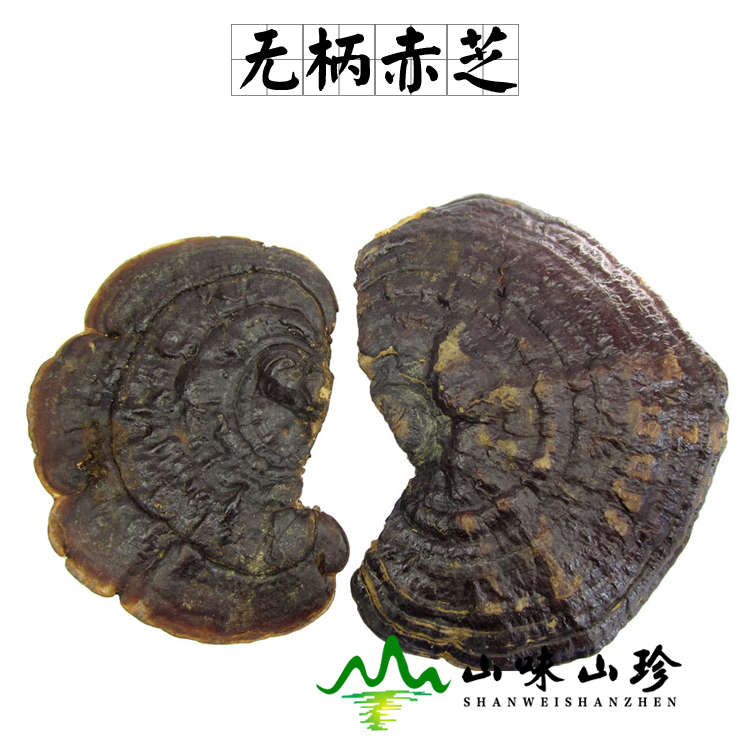 野生无柄赤芝