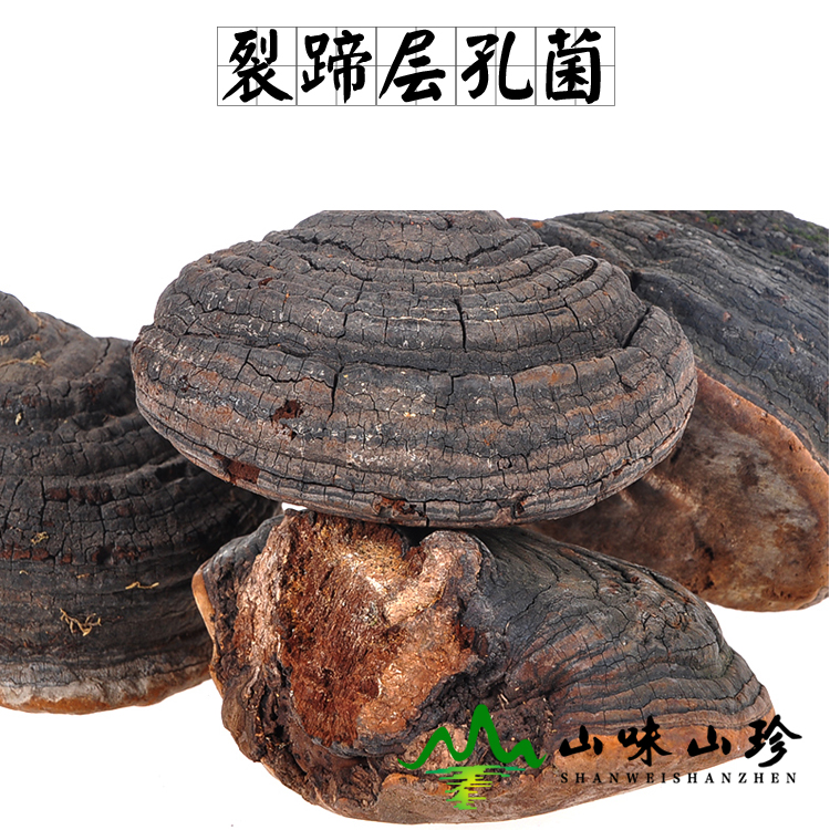 裂蹄层孔菌