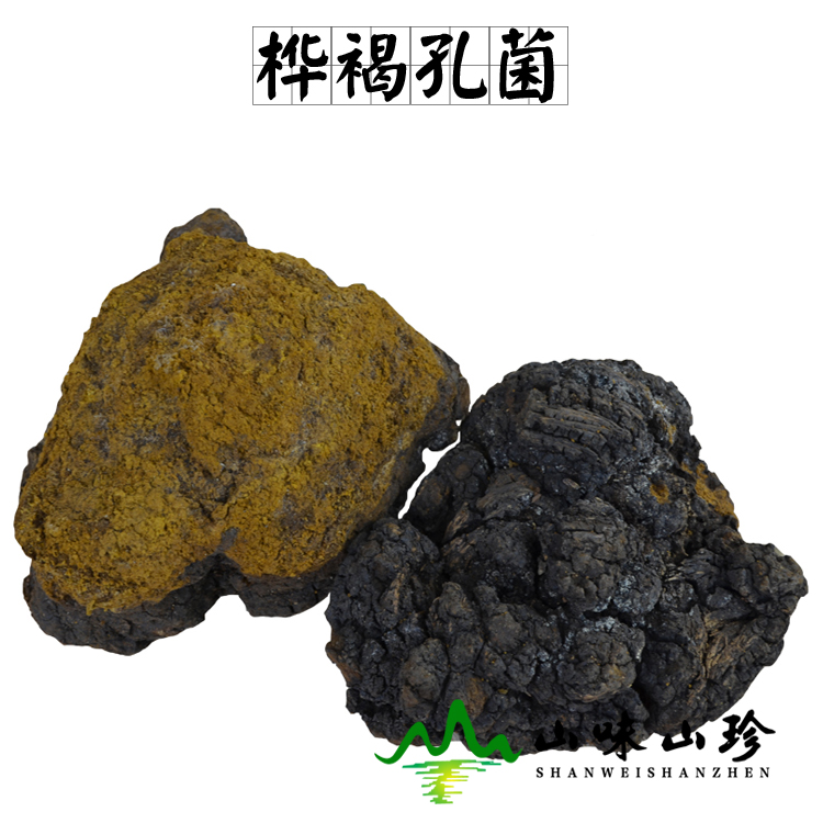 桦褐孔菌