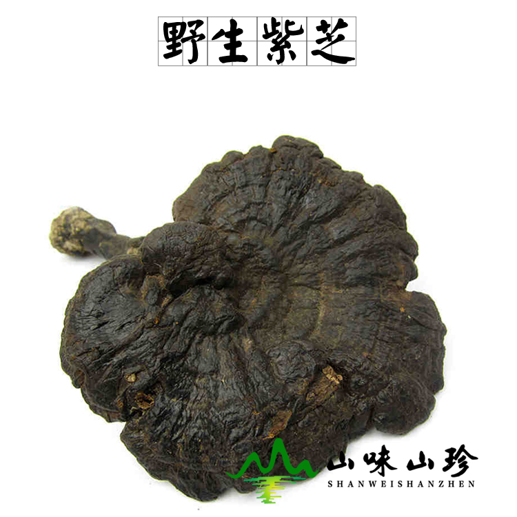 野生紫芝
