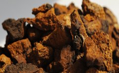 桦树茸可以代谢哪些致癌物