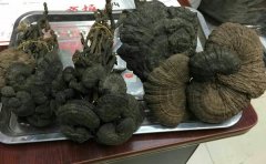 血灵芝是什么