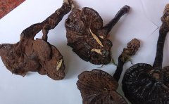 紫芝是什么