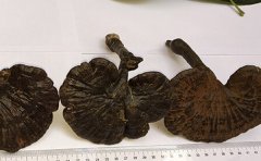 紫灵芝如何治疗失眠