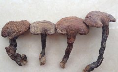 赤灵芝多糖的功效