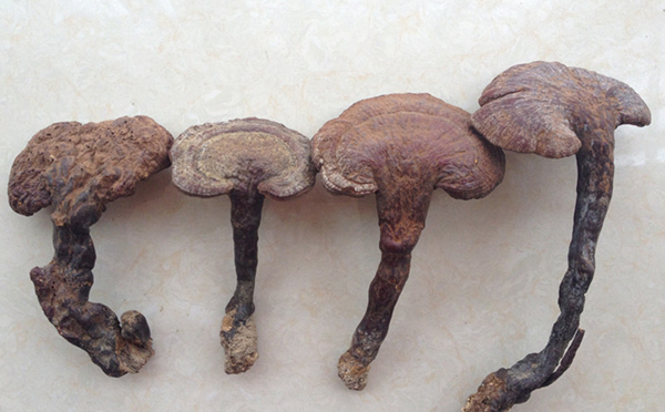 赤灵芝多糖的功效