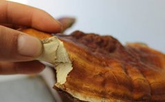 野生松杉灵芝的有效成分