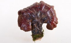 松杉灵芝的生长环境