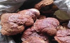 松杉灵芝生长速度慢吗