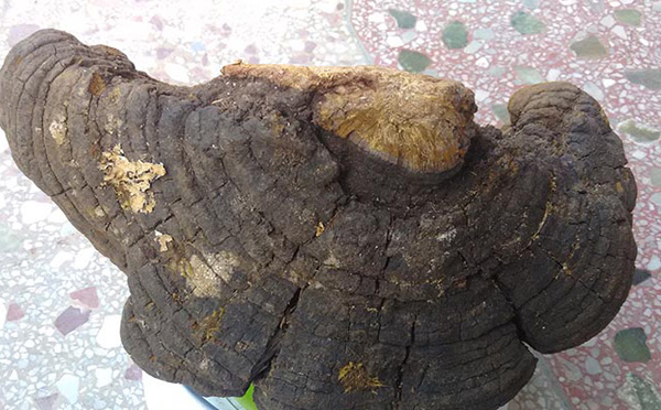 桑黄栽培技术研究