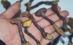 灵芝孢子粉的注意事项