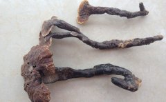 赤灵芝对抗衰老有疗效