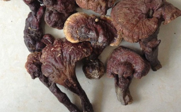 灵芝孢子油的特点