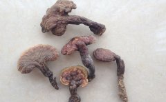 灵芝破壁孢子粉的适合人群