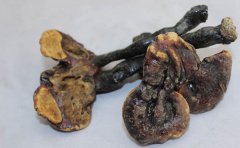 赤芝对风湿类疾病有疗效