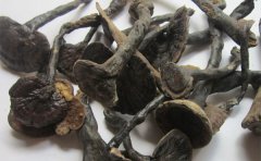 紫芝对甲状腺功能亢进症（甲亢）有疗效