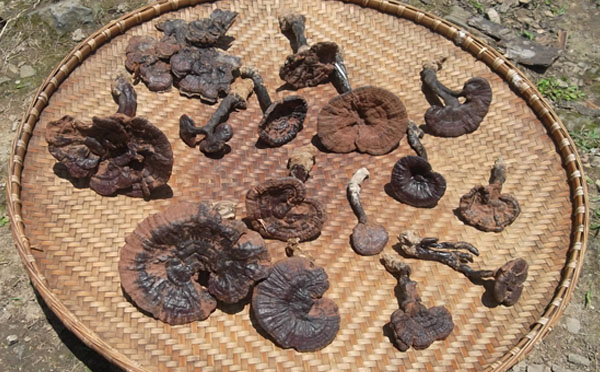 紫灵芝对支气管哮喘有疗效