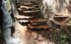 平盖灵芝对气管炎、哮喘有疗效