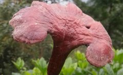 平盖灵芝对糖尿病有疗效
