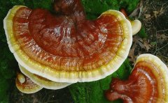 松杉灵芝对糖尿病有疗效