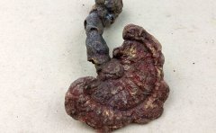 赤灵芝对白细胞减少症有疗效