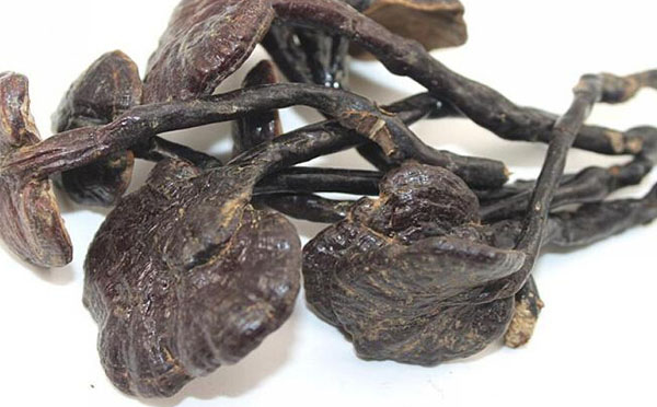 紫灵芝对面部色斑有清除疗效