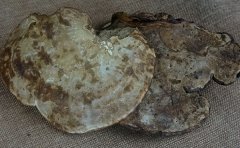 无柄赤芝对心血管系统疾病有疗效