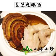 灵芝乳鸽汤