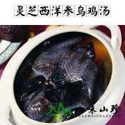 灵芝西洋参乌鸡汤