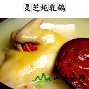 灵芝炖乳鸽