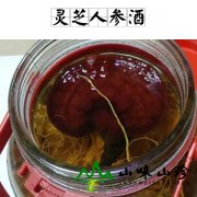 灵芝人参酒